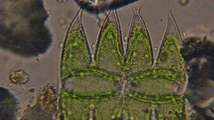 Micrasterias laticeps