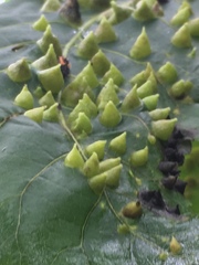 Phylloxera caryaefallax