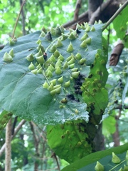 Phylloxera caryaefallax