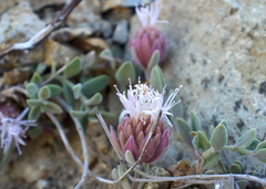 Monardella australis cinerea