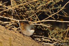 Curruca conspicillata