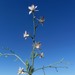 Delphinium incanum - Photo (c) יאיר אור, some rights reserved (CC BY-NC-SA), uploaded by יאיר אור