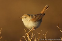 Curruca deserti