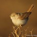 African Desert Warbler - Photo (c) Markus  Lilje, some rights reserved (CC BY-NC-ND), uploaded by Markus  Lilje