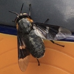 Chrysops cincticornis