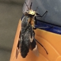 Chrysops cincticornis