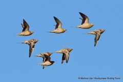 Pterocles senegallus