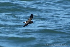 Hydrobates pelagicus