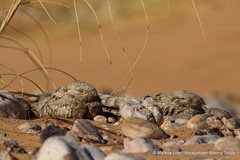 Caprimulgus aegyptius
