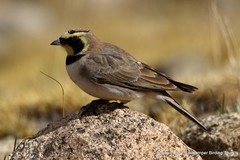 Eremophila alpestris atlas