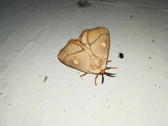 Strigivenifera venata