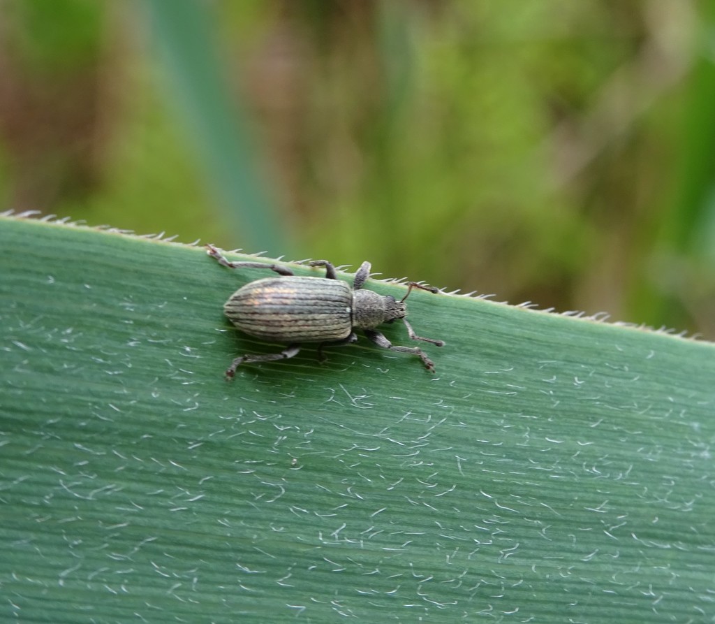 Polydrusus aeratus