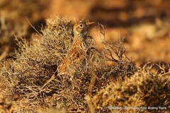 Chersophilus duponti