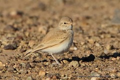 Ammomanes cinctura