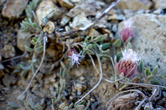 Monardella australis cinerea