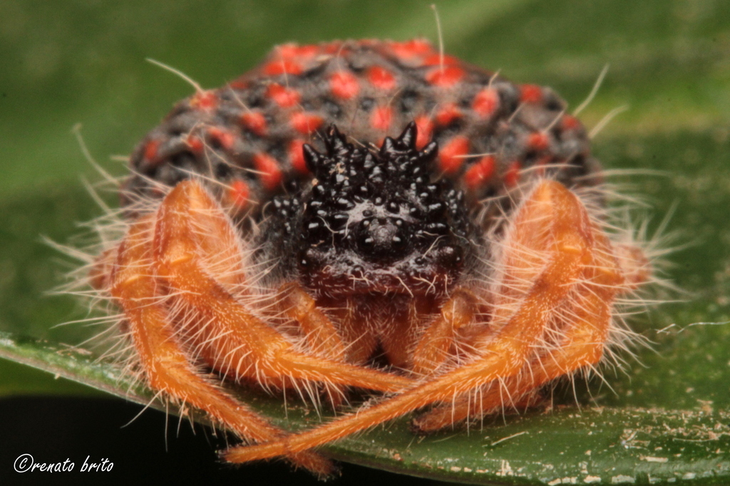 Mastophora carpogaster