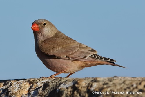 Trumpeter Finch