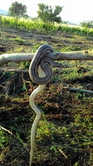 Elaphe quatuorlineata