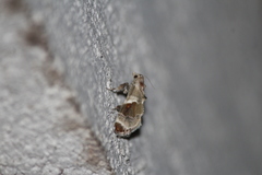 Cromarcha stroudagnesia