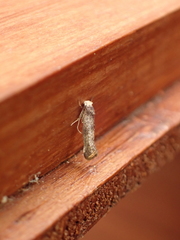 Swammerdamia pyrella
