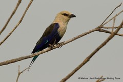 Coracias cyanogaster