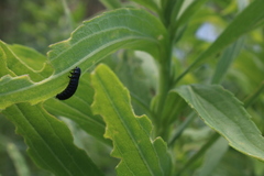 Trirhabda canadensis