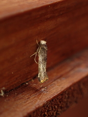 Swammerdamia pyrella