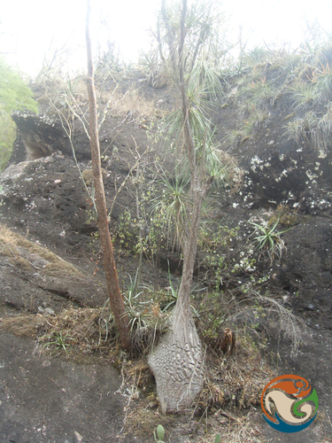 Beaucarnea olsonii