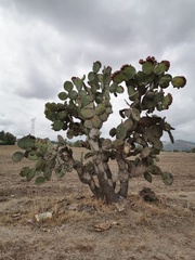 Opuntia streptacantha