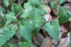 Maurandya barclayana