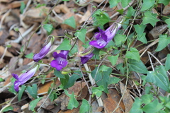 Maurandya barclayana