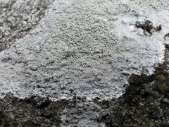 Pertusaria corallina