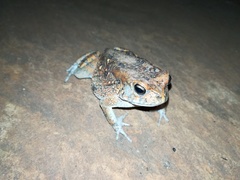 Sclerophrys regularis