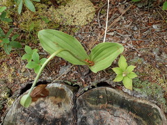Cypripedium acaule image