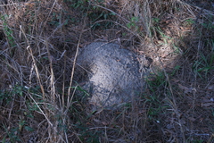 Geomys pinetis