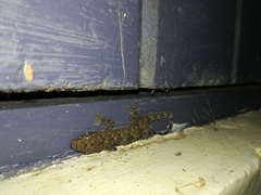 Hemidactylus platycephalus
