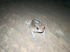 Sclerophrys regularis