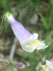 Penstemon hirsutus