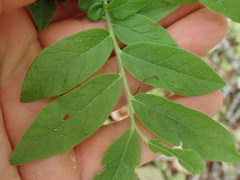 Vaccinium myrtilloides image