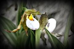 Cypripedium candidum