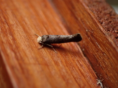 Swammerdamia pyrella