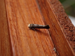 Swammerdamia pyrella
