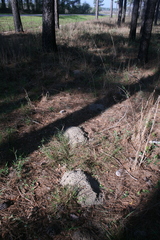 Geomys pinetis