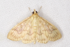 Crocidophora serratissimalis