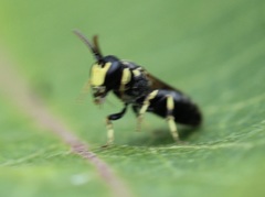 Hylaeus affinis