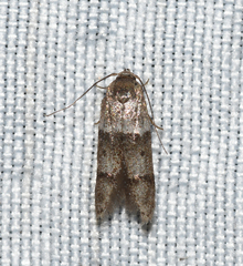 Blastobasis pulchella