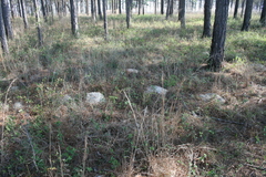 Geomys pinetis