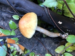 Agaricineae