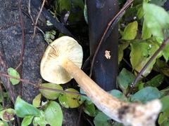 Agaricineae
