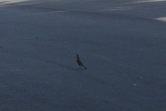 Toxostoma curvirostre